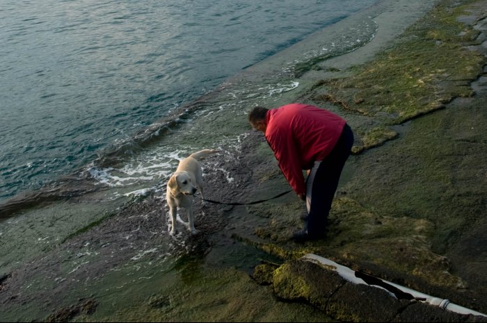 Dog Wash Tunnel